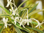 Neofinetia falcata 'Higashidemiyako'