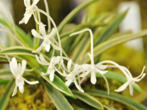 Neofinetia falcata 'Higashidemiyako'