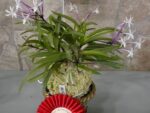 Neofinetia falcata 'Shutenno'