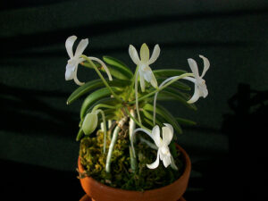 Neofinetia falcata 'Suikaden'