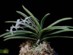 Neofinetia falcata 'Nishidemiyako' 西出都