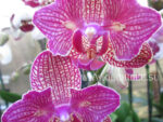 Phalaenopsis PP 001 butterfly peloric