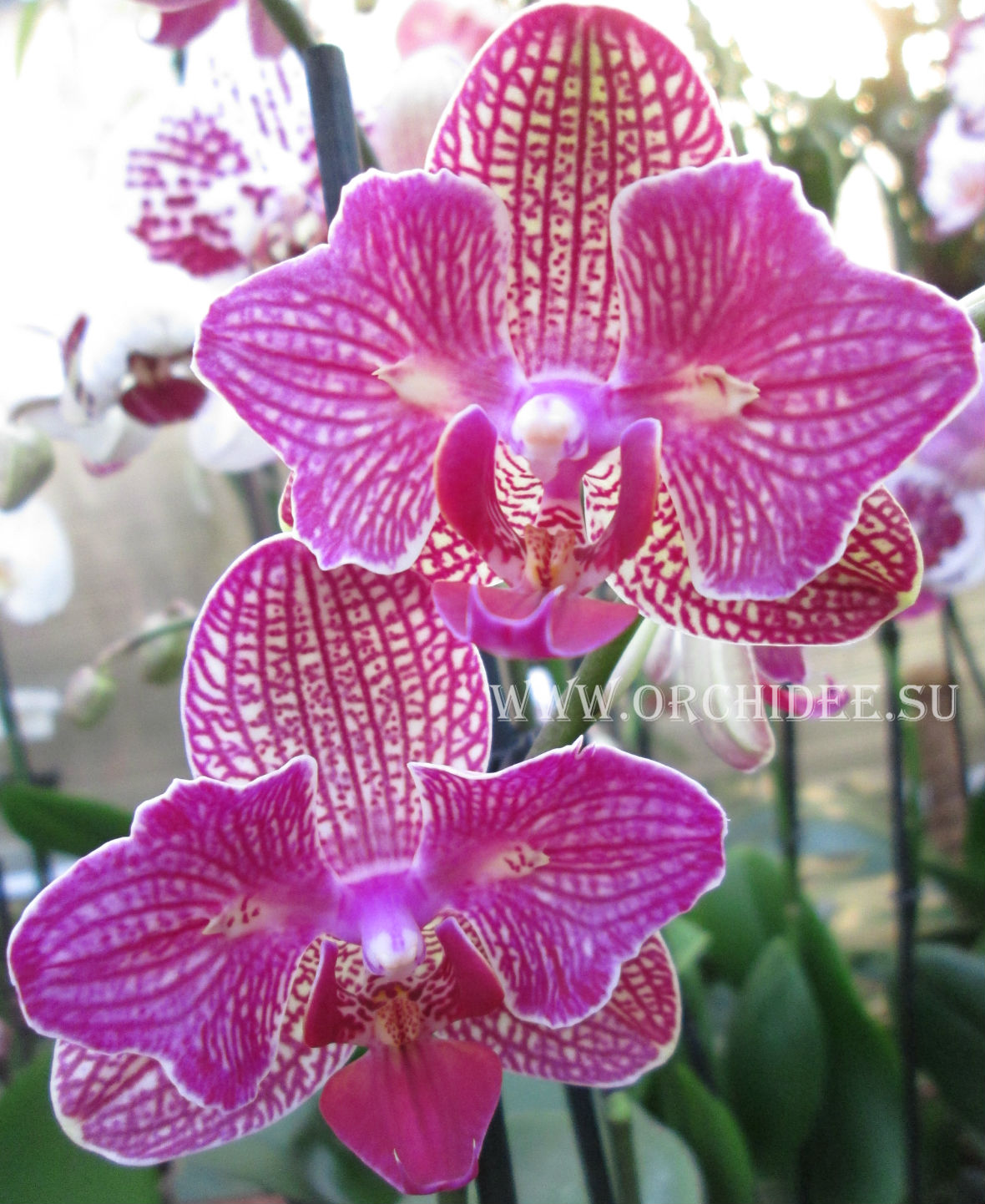 Phalaenopsis PP 001 butterfly peloric