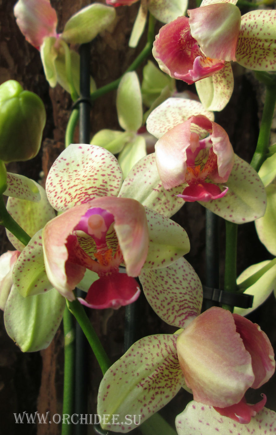 Phalaenopsis PP 002