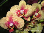 Phalaenopsis PY 001 Charmer