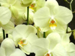Phalaenopsis PY 002 Yara