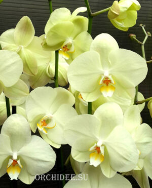 Phalaenopsis PY 002 Yara