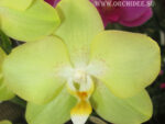 Phalaenopsis PY 003 Sogo Manager 'Gold Nugget'