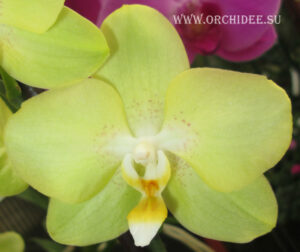 Phalaenopsis PY 003 Sogo Manager 'Gold Nugget'