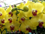 Phalaenopsis PY 004 Miraflore yellow