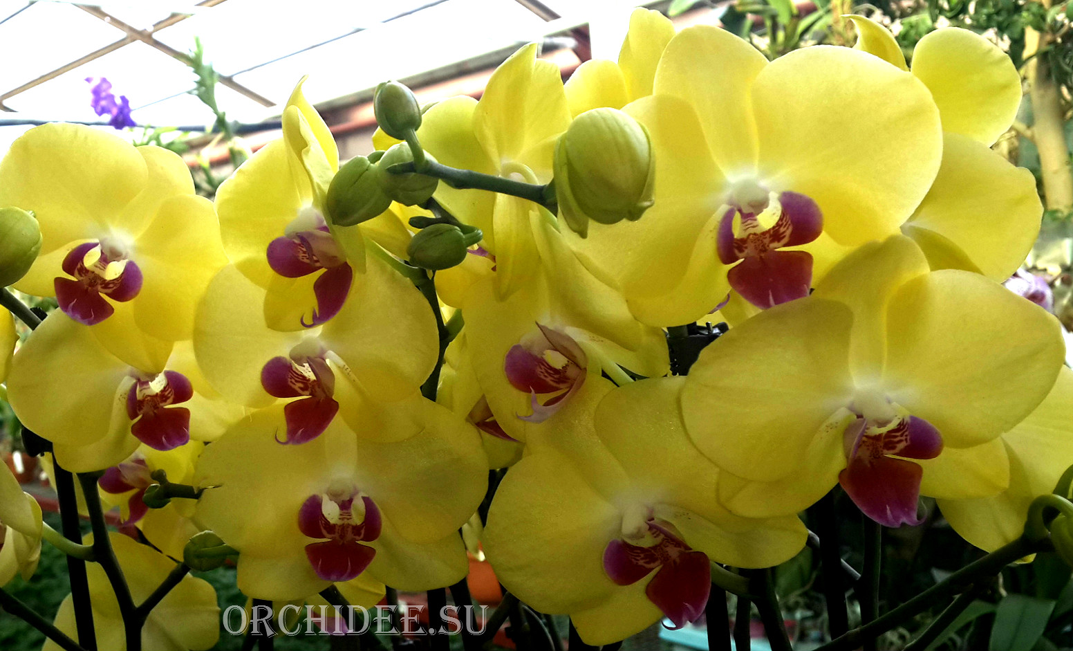 Phalaenopsis PY 004 Miraflore yellow