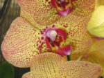 Phalaenopsis PY 005