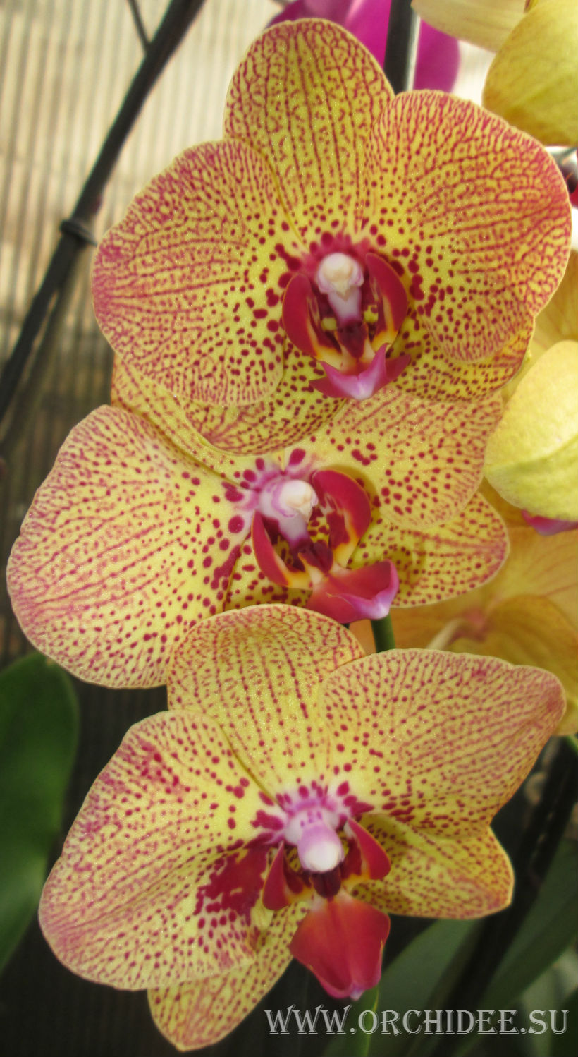 Phalaenopsis PY 005