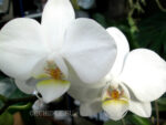 Phalaenopsis PHM 003 Lech