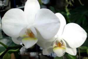 Phalaenopsis PHM 003 Lech