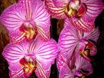 Phalaenopsis PH 012 Happy Minho Striped