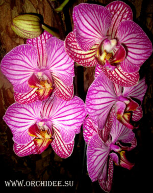 Phalaenopsis PH 012 Happy Minho Striped