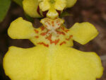 Psygmorchis (Oncidium) pusilla