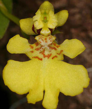 Psygmorchis (Oncidium) pusilla