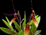 Restrepia trichoglossa