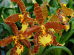 Rossioglossum Nurelias (grande x splendens)