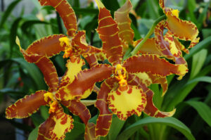 Rossioglossum Nurelias (grande x splendens)