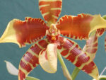 Rossioglossum 'Rawdon Jester' x grande