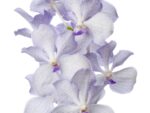 Vanda Kanchana Lavender Mist