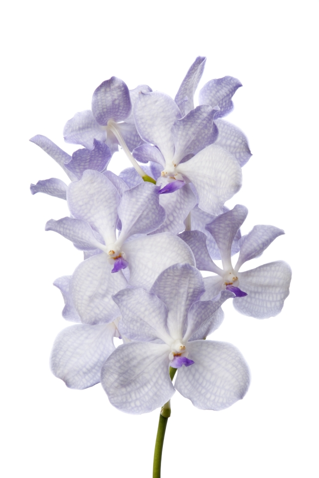 Vanda Kanchana Lavender Mist