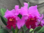Brassolaeliocattleya Hausermann's Holiday