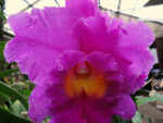 Brassolaeliocattleya Pink Empress 'Ju Sen'