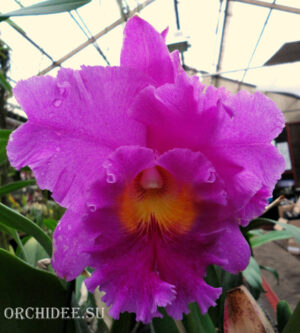 Brassolaeliocattleya Pink Empress 'Ju Sen'