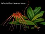 Bulbophyllum tingabarinum