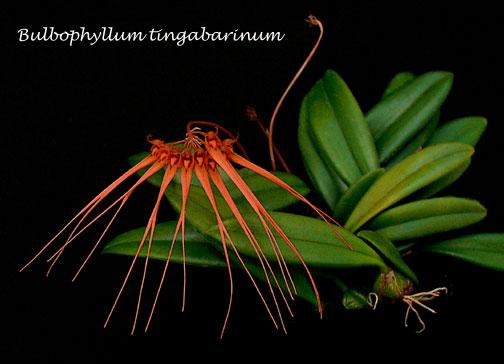 Bulbophyllum tingabarinum