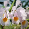 Cattleya schroederae