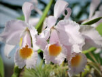Cattleya schroederae