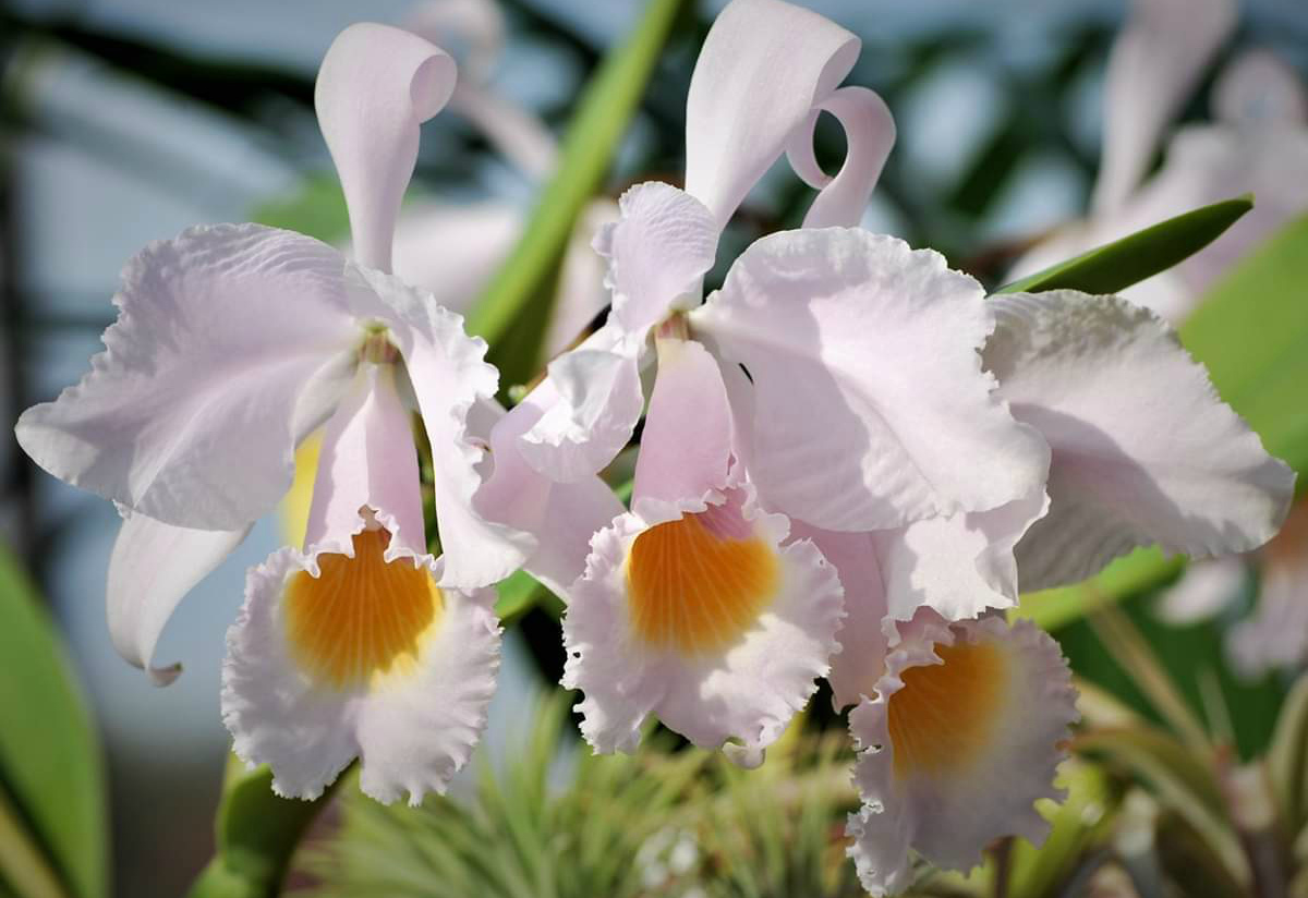 Cattleya schroederae