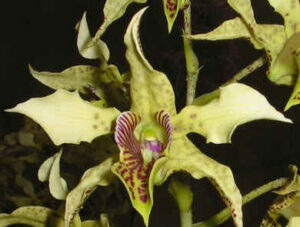 Dendrobium macrophyllum x atroviolaceum