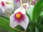Masdevallia exquisita 'Mary' (M. Mary Staal x M. exquisita)
