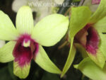 Dendrobium phalaenopsis 'Anna Green hight'