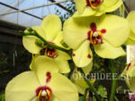 Phalaenopsis PH 037
