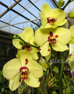 Phalaenopsis PH 037