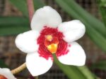 Sarcochilus Fitzhart (hartmanii x fitzgeraldii)