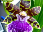 Zygopetalum Lousendorf