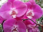 Phalaenopsis PH 061 Dark Pink
