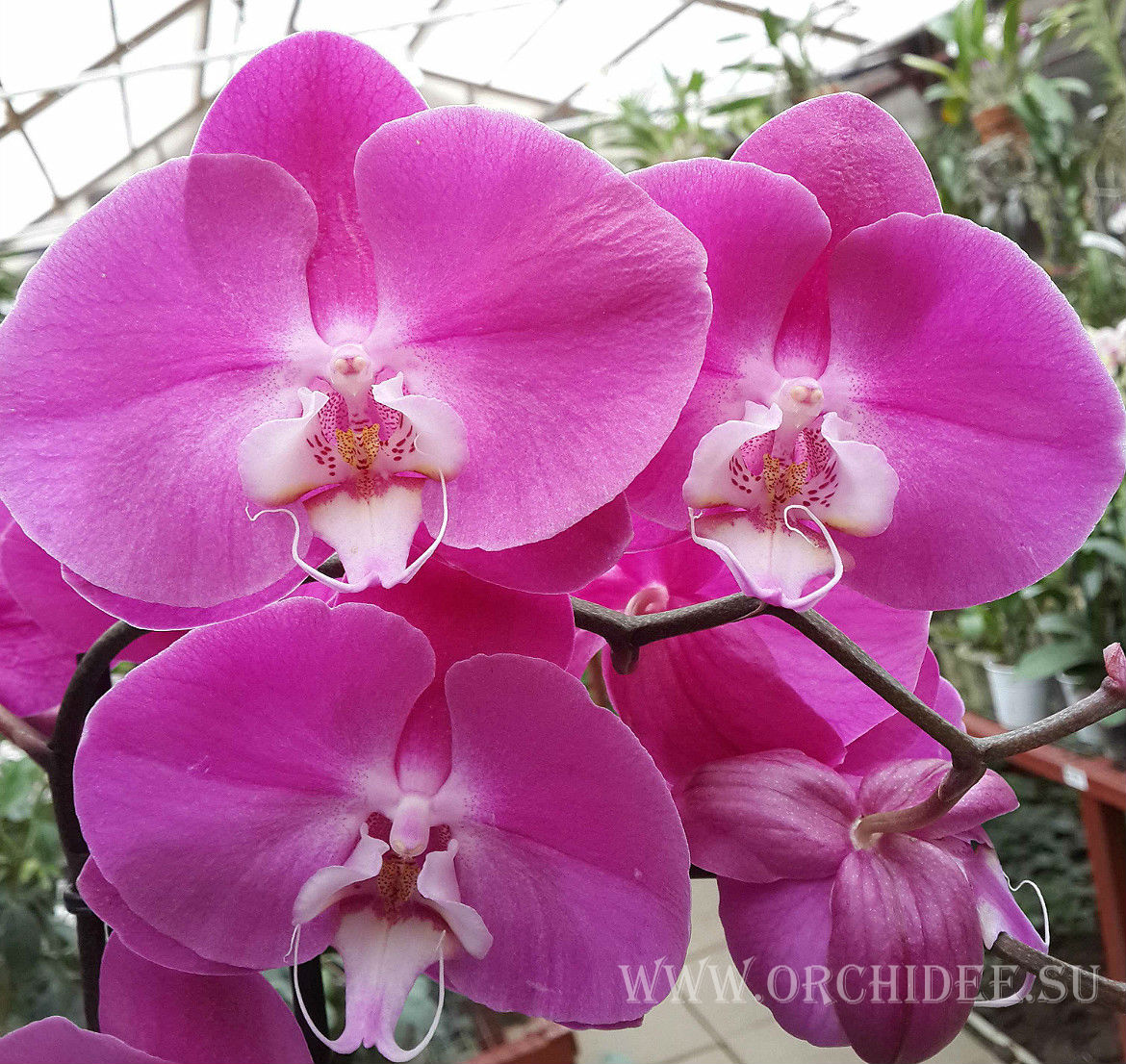 Phalaenopsis PH 061 Dark Pink