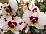 Phalaenopsis PH 064 Sogo Melody