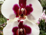 Phalaenopsis PH 065 Joker