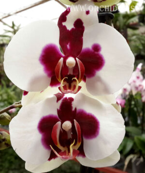 Phalaenopsis PH 065 Joker