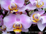 Phalaenopsis PH 074 Maki Watanabe 'Bedford-Wickford' AM/AOS